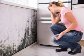 Best Emergency Mold Remediation in Holgate, OH